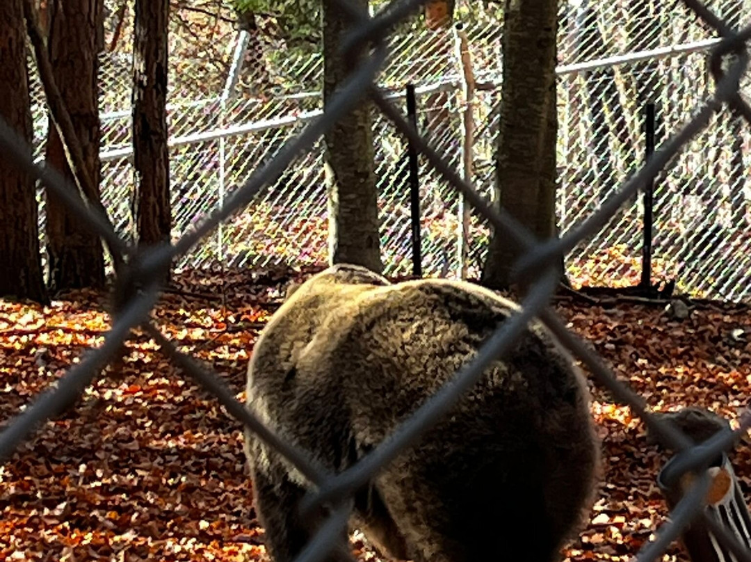 BEAR SANCTUARY Belitsa-Belitsa必去景点