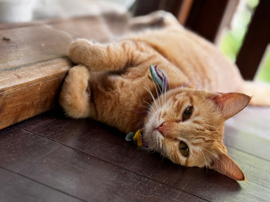 Fluid Focus Retreats-蓝梦岛必去景点