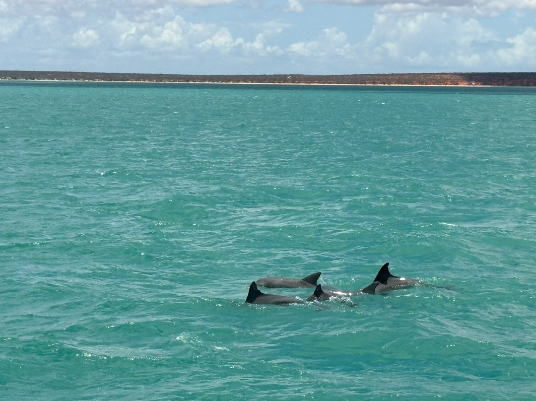 Perfect Nature Cruises-Monkey Mia必去景点
