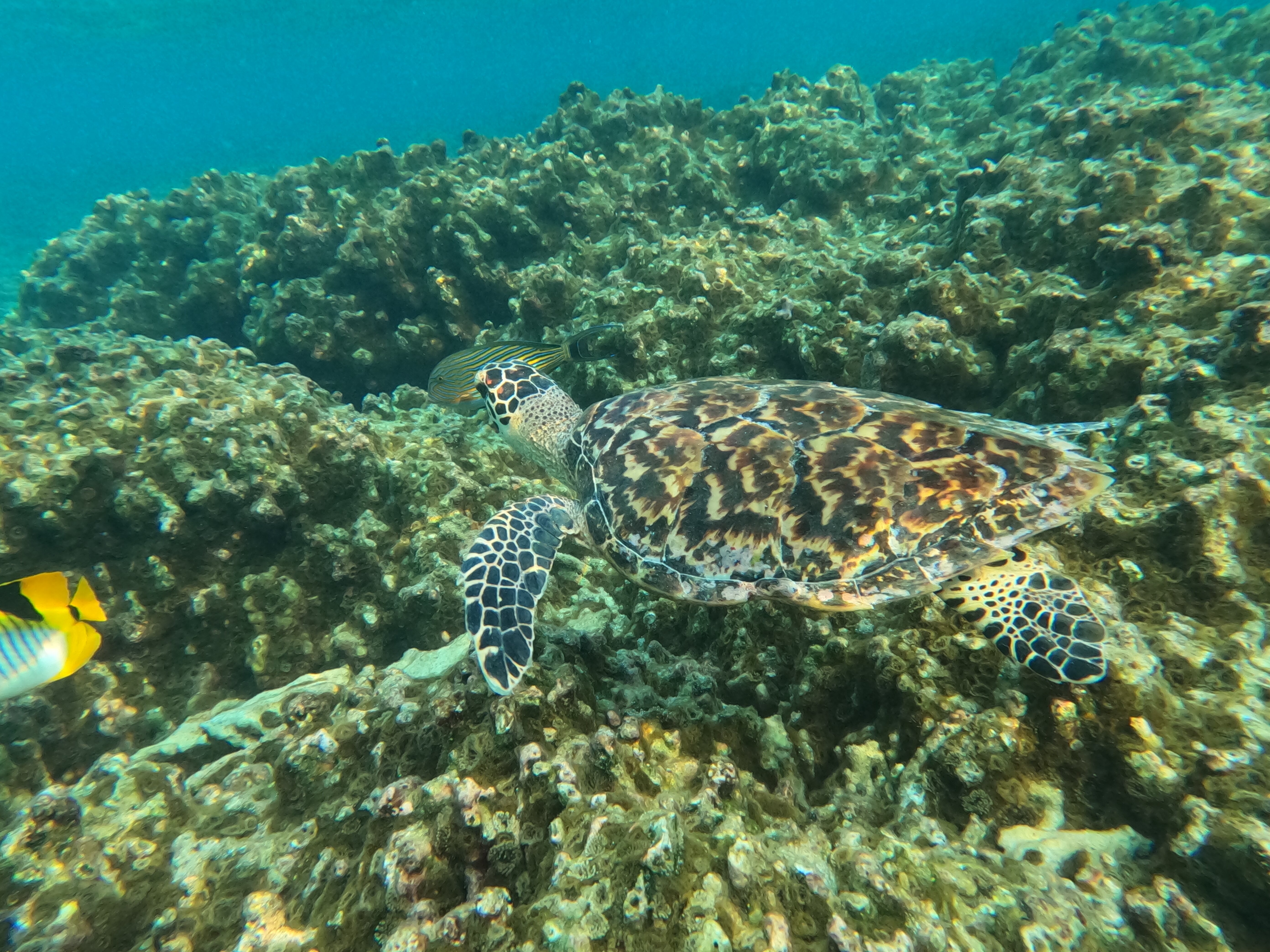 Holiday Cottage Maldives-官方