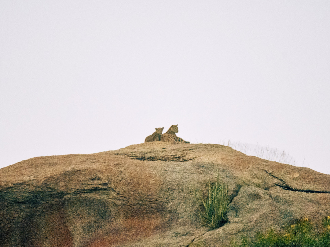 The Jawai Safari-Jawai Bandh必去景点