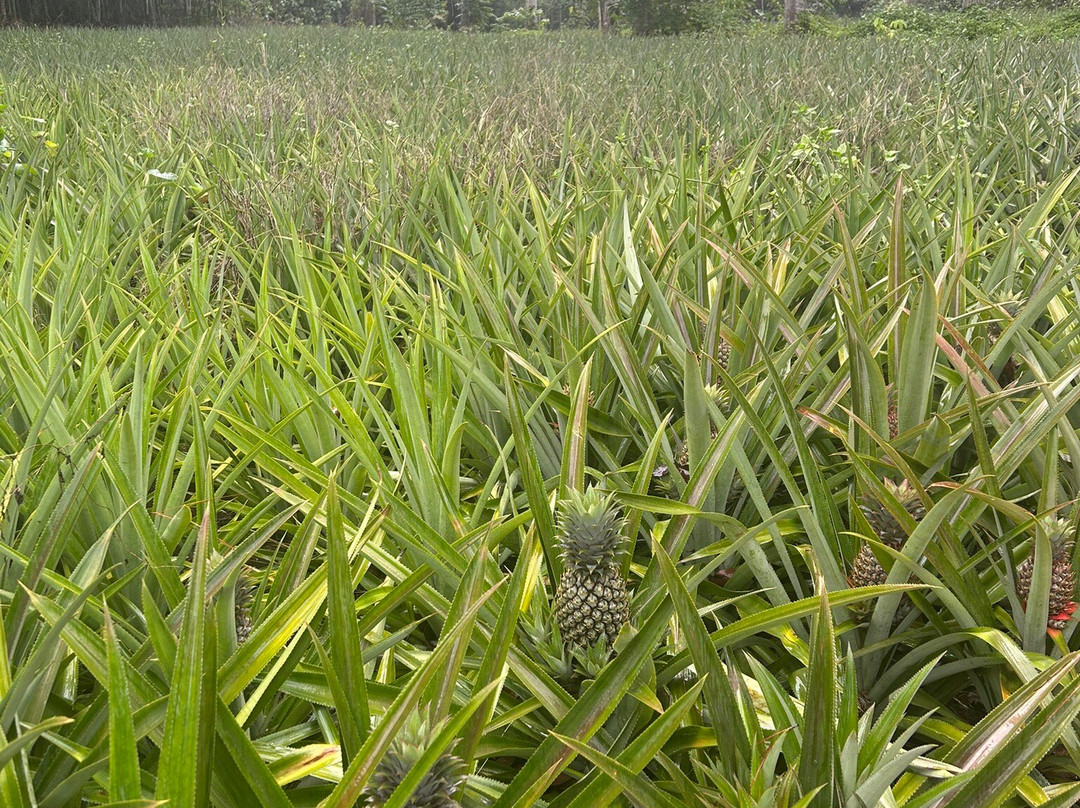Route des Ananas-莫雷阿岛必去景点