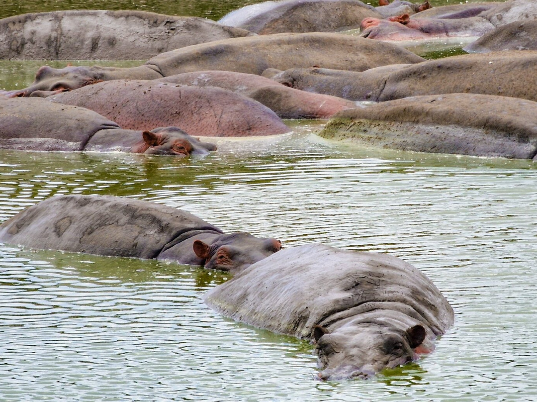 Kihindo  Tours and Safaris Limited-Dar es Salaam必去景点