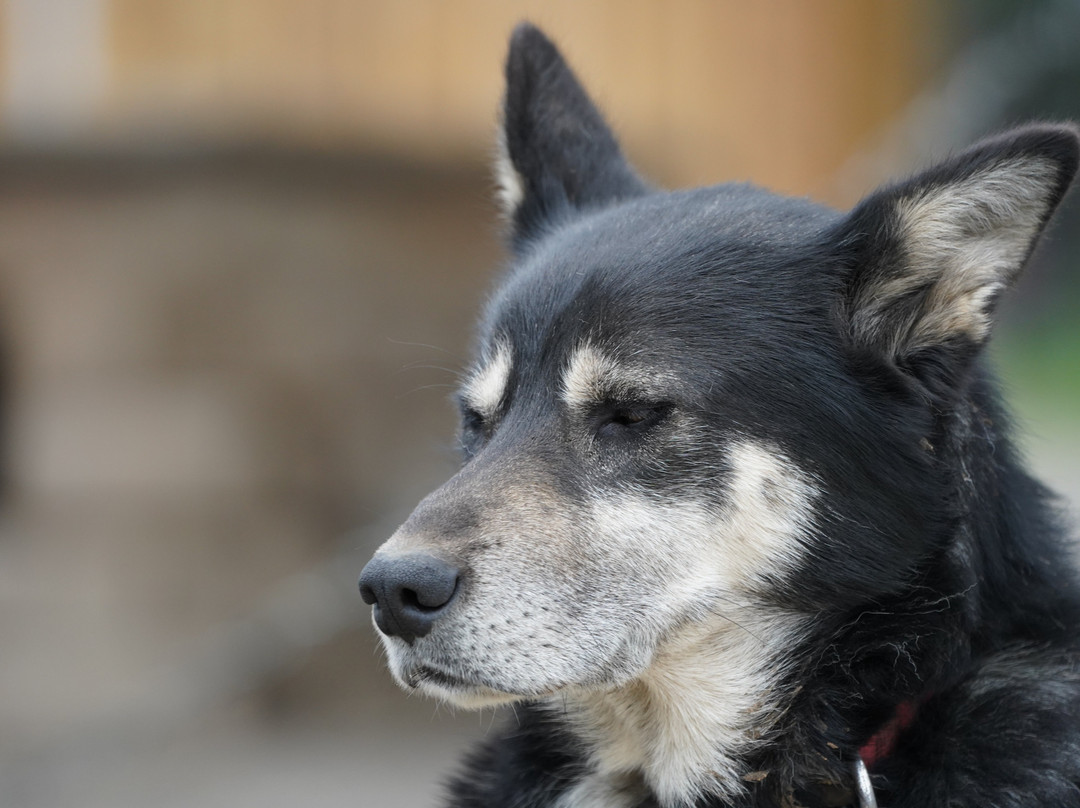 Sled Dog Demonstration-德纳利国家公园和自然保护区必去景点