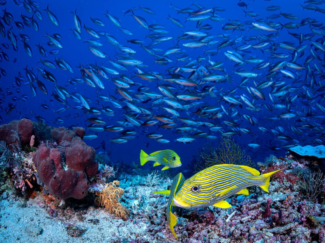 Dragon Dive Komodo-Labuan Bajo必去景点
