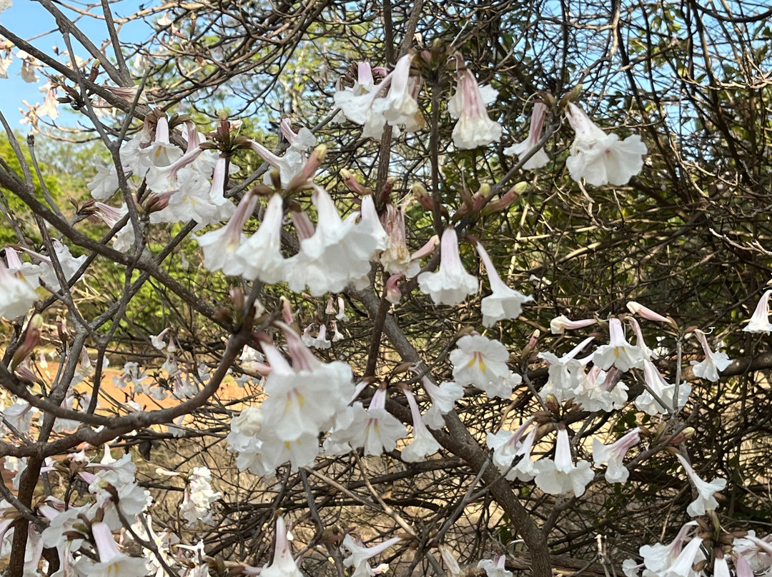 National Botanical Gardens-哈拉雷必去景点