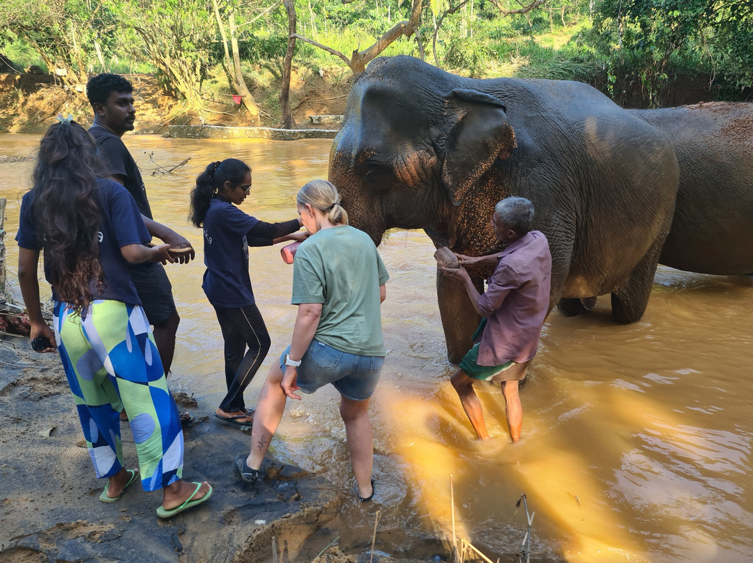Elephant Freedom Project-凯格勒 必去景点