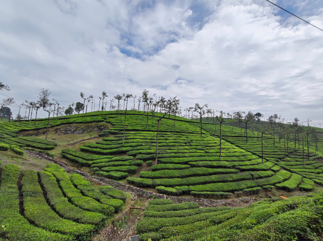 Paradise Holidays-柯钦必去景点