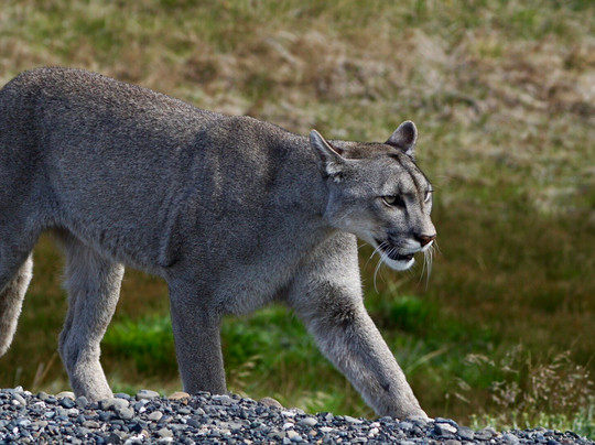 Fauna Silvestrek-纳塔莱斯港必去景点