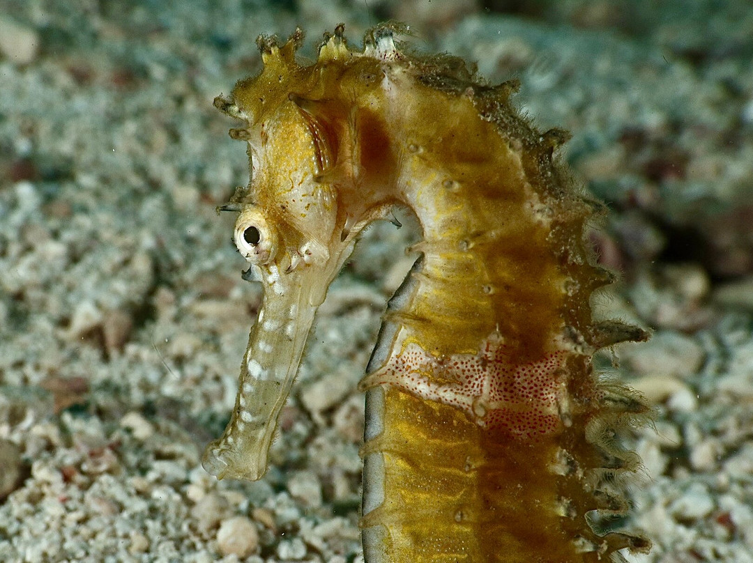 Cabilao Sunset Dive & Beach Resort主图