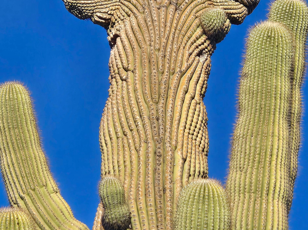 Sky Island Falconry Experience-图森必去景点