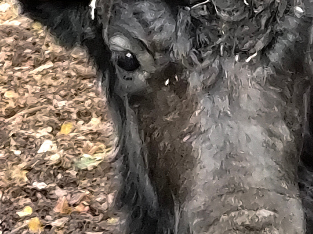 Jimmy's Farm & Wildlife Park-伊普斯威奇必去景点