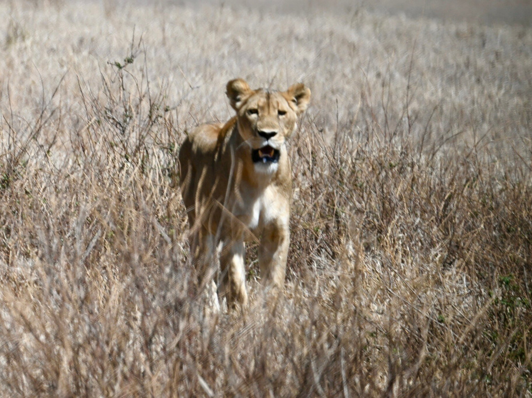 TOPY TOURS-阿鲁沙必去景点
