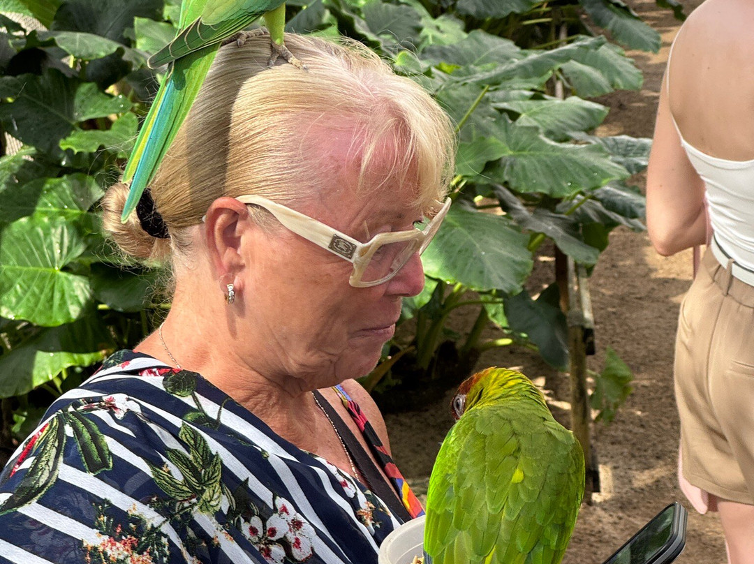 Parotte Ville Bird Sanctuary-圣马丁岛必去景点