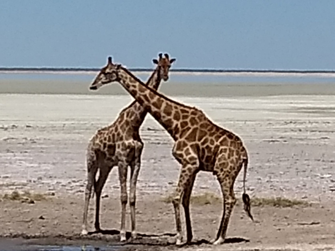Etosha Pan-纳米比亚埃托沙国家公园必去景点