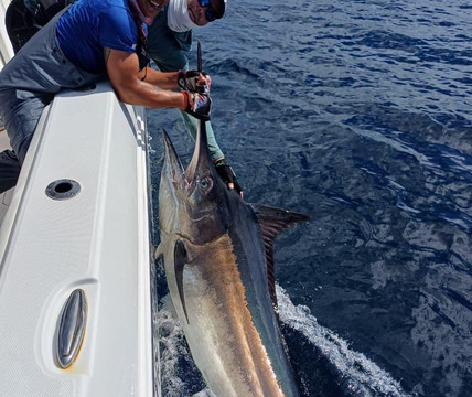 Sport Fish Panama Island Lodge主图