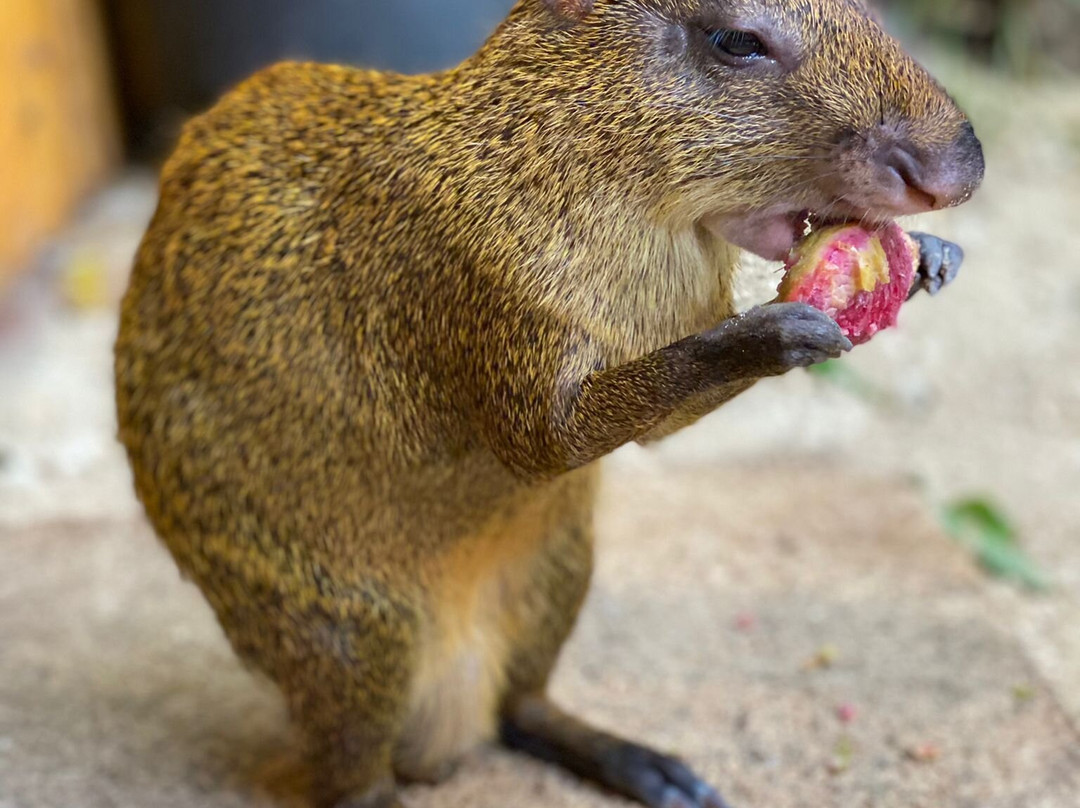 Cayman Parrot Sanctuary-East End必去景点