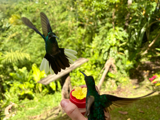 Ellis Tours Tobago-克朗波因特必去景点