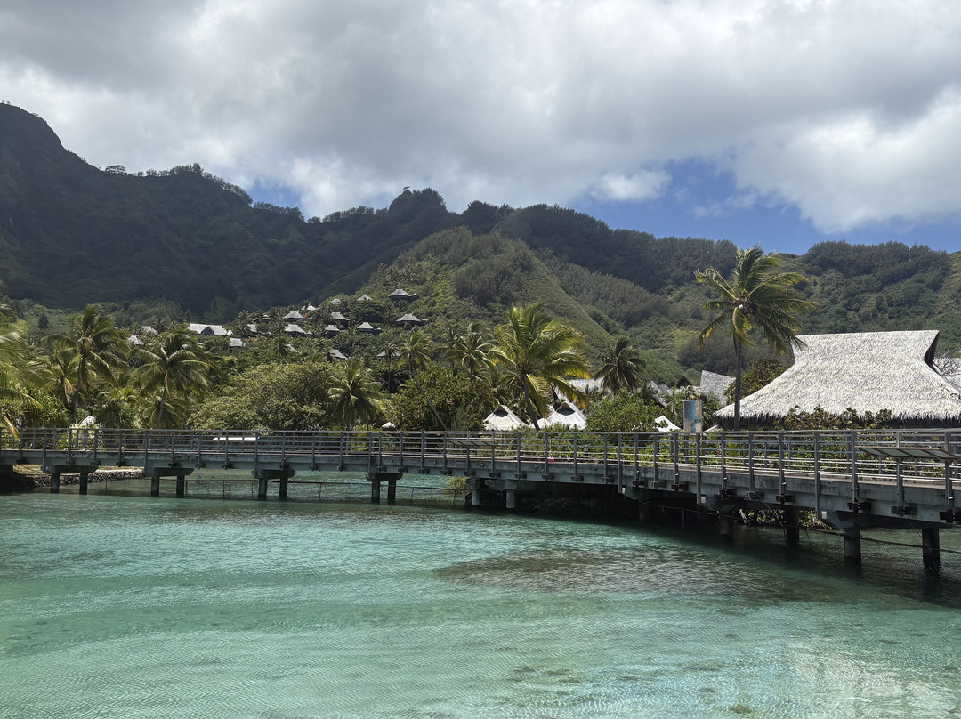 Moorea Dolphin Center-莫雷阿岛必去景点