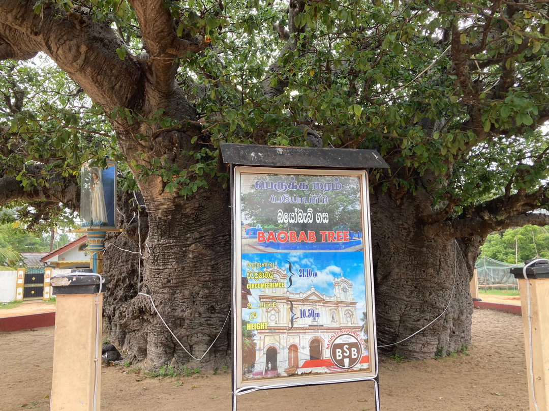 Baobab Tree-马纳尔必去景点