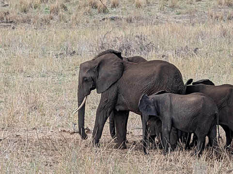 Kibo Guides-阿鲁沙必去景点