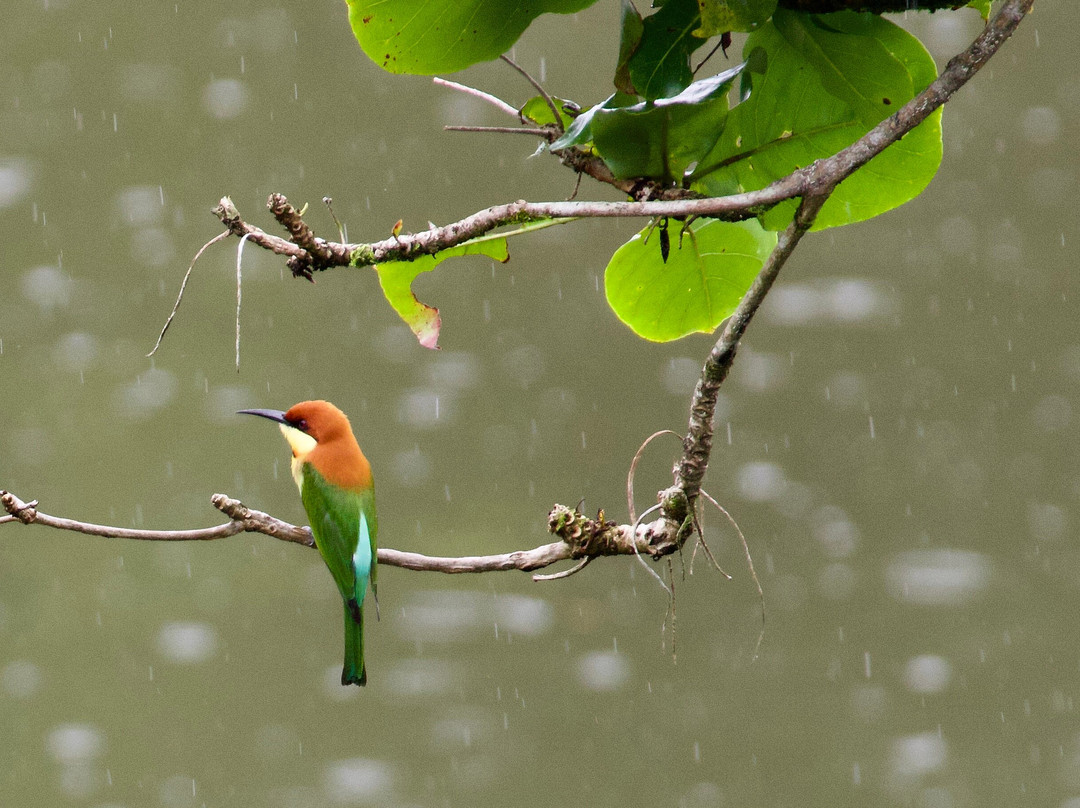 种植园酒店主图