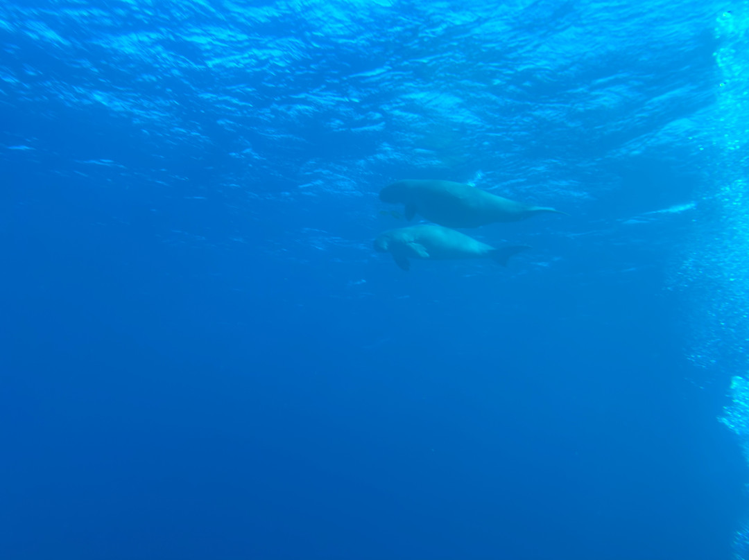ORCA Dive Club Soma Bay-索马湾必去景点