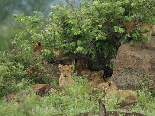 MoAfrika Tours-开普敦中心区必去景点