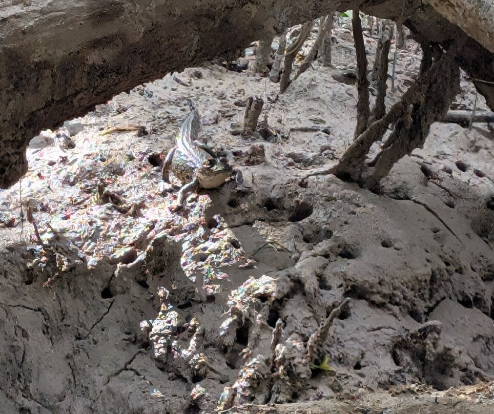 Guardianes De Los Manglares De Dzinintún-塞莱斯顿必去景点