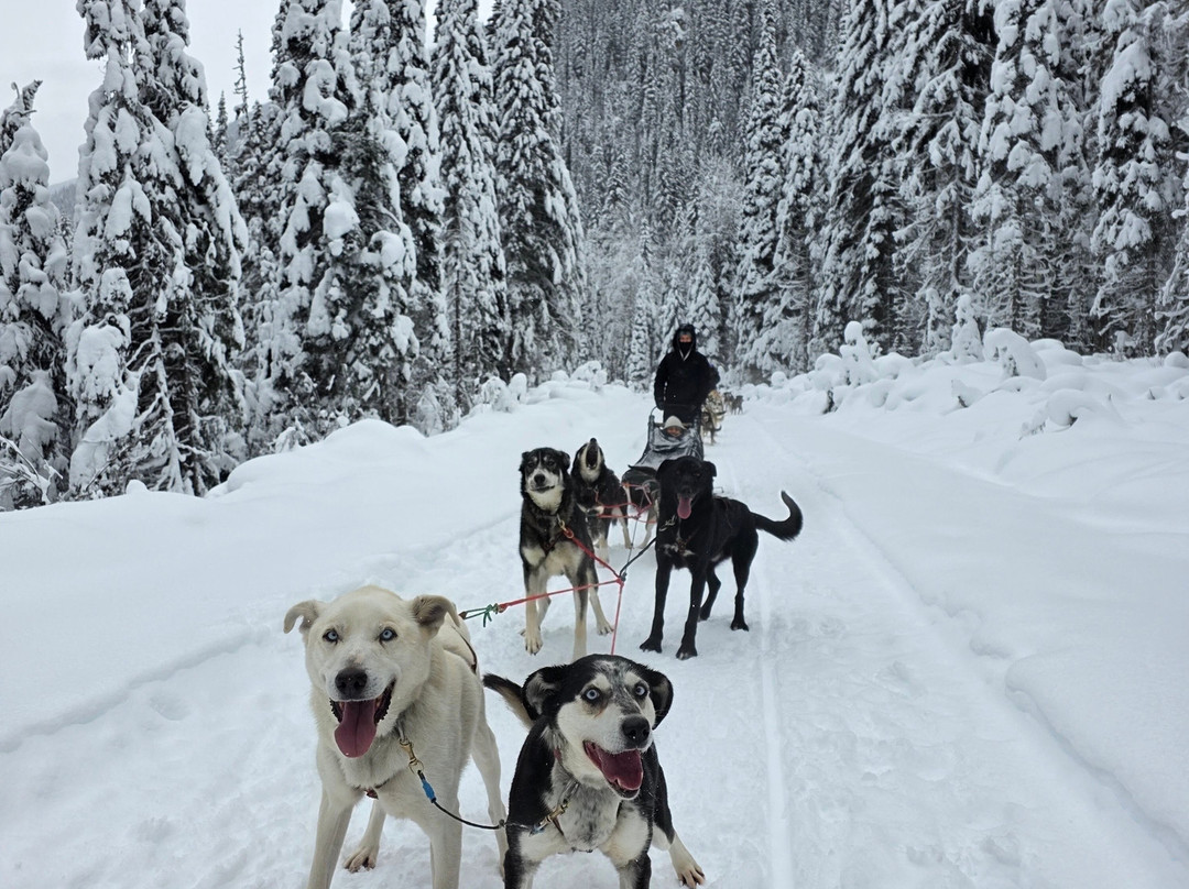 Cold Fire Creek Dogsledding-维尔蒙特必去景点