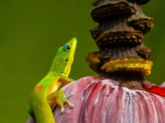 Hawaii Photo Retreat Day Tours-火山必去景点