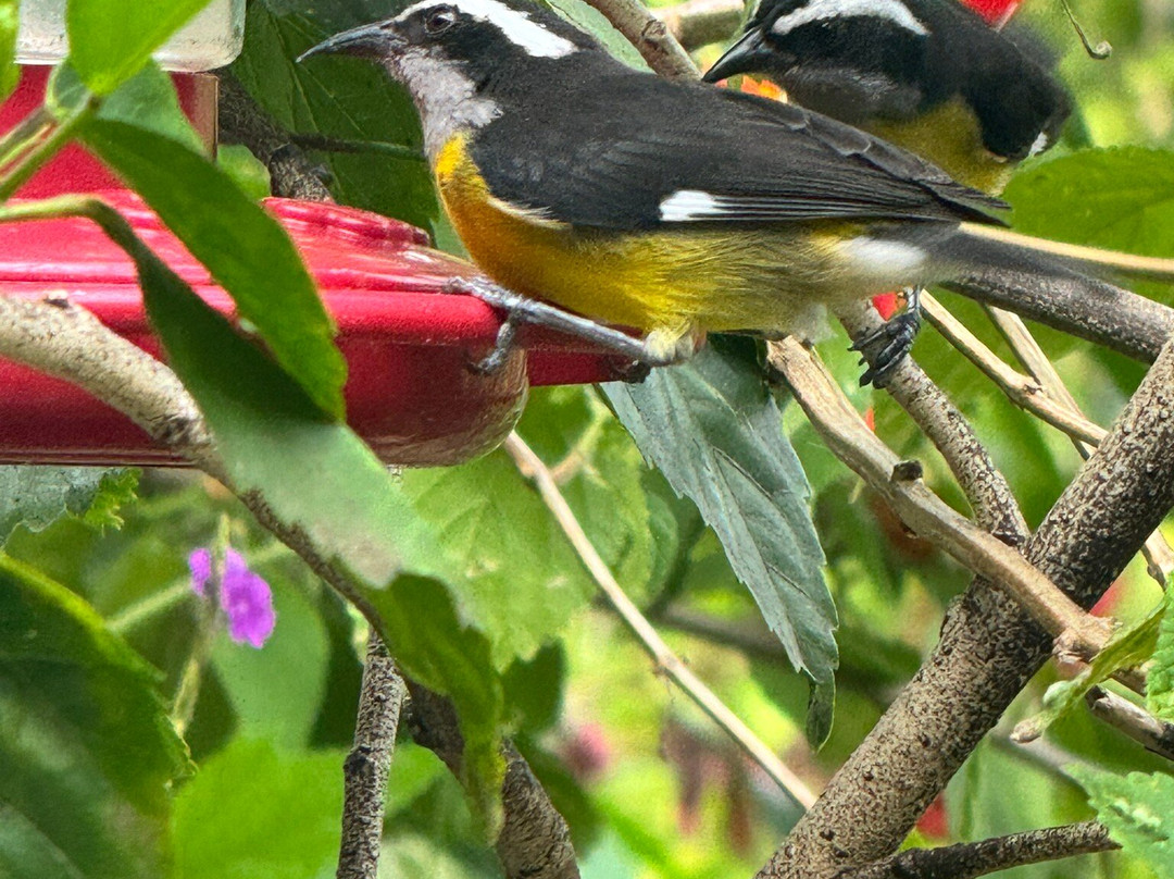 Yerette-Maracas Bay必去景点