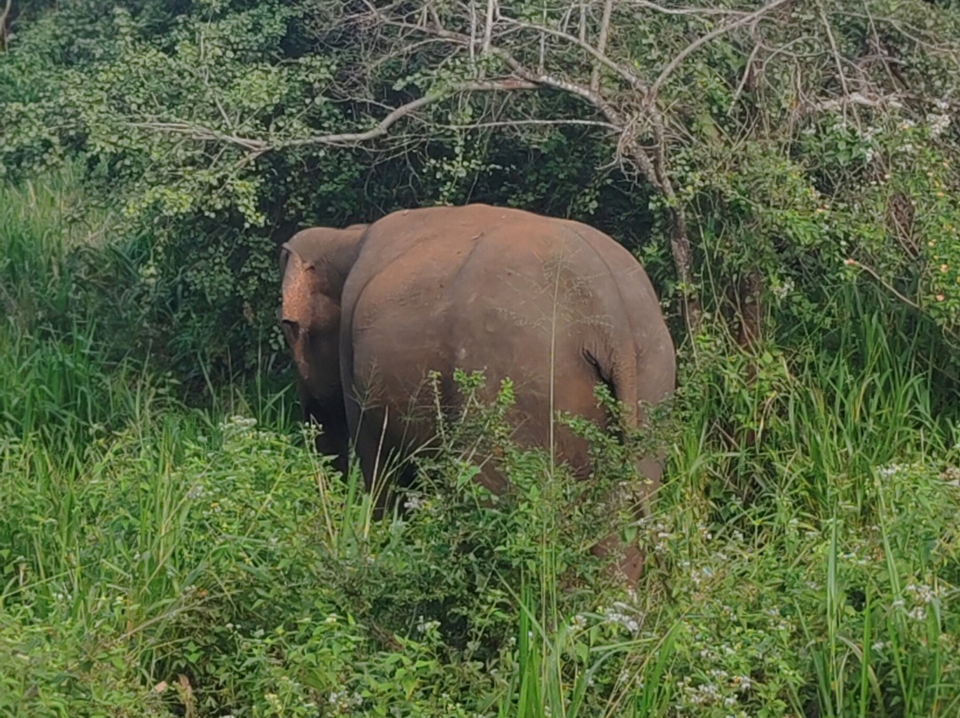 Minneriya jeep safari With Sujee-锡吉里亚必去景点