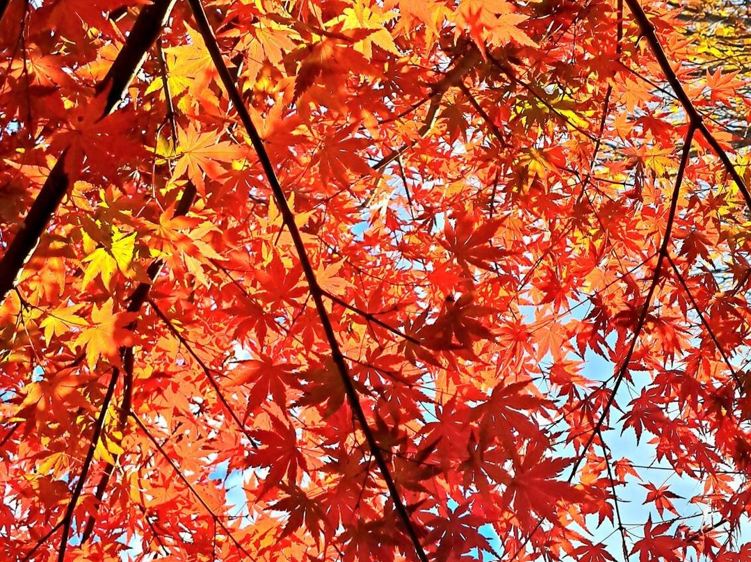 Tottori City International Tourist Support Center-鸟取市必去景点