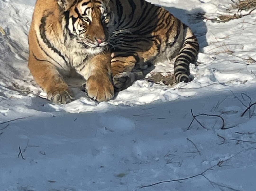 China Discovery-成都必去景点