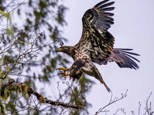 Skagit River Eagle Tours-Rockport必去景点