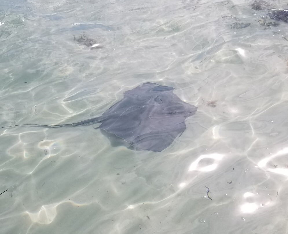 Long Bay Beach-普罗维登西亚莱斯必去景点