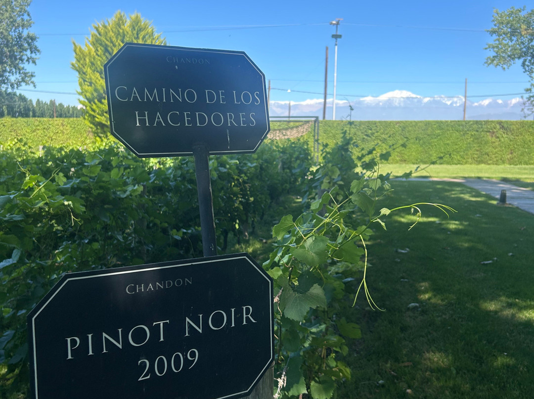 Bodega Chandon-阿格雷洛必去景点