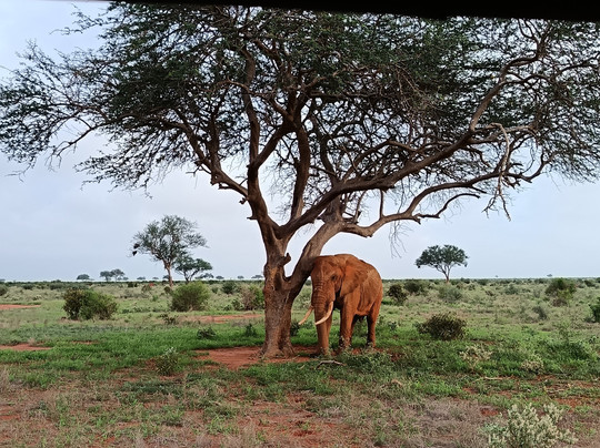 Erick  Safari Kenya-瓦塔木必去景点