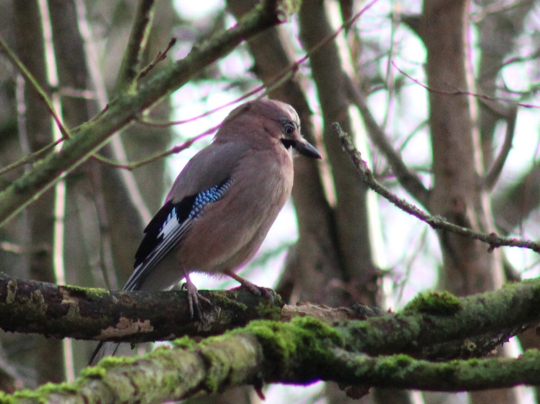安格尔西修道院-Lode必去景点