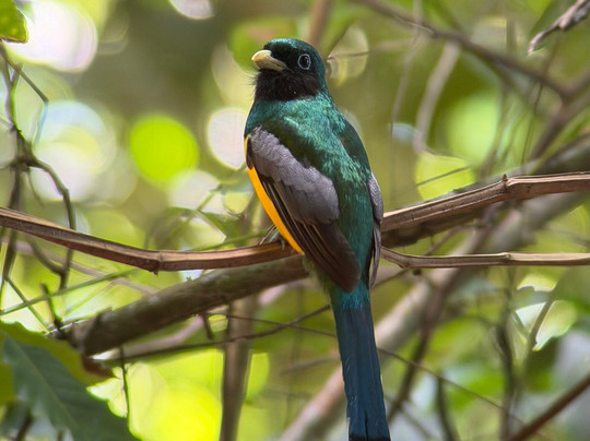 Osa Green Travel-希门尼斯港必去景点