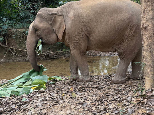MandaLao Elephant Conservation-琅勃拉邦必去景点