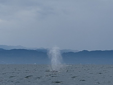 Ocean Friendly Whale Watching Tours-瓦拉塔港必去景点