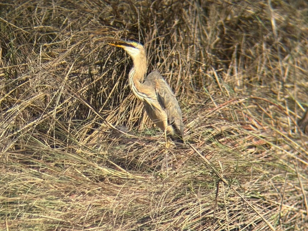 Khem Villas Ranthambore-官方