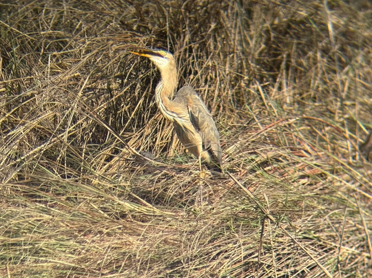 Khem Villas Ranthambore主图