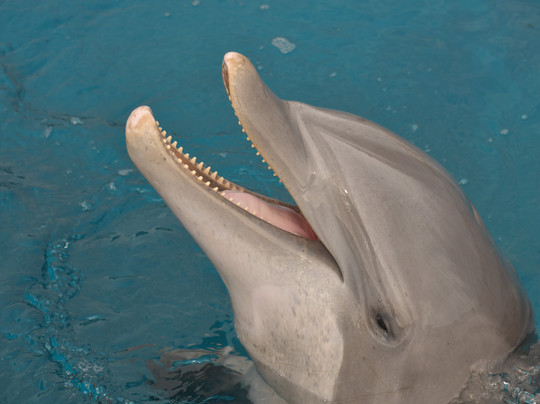 Marineland Dolphin Adventure-Marineland必去景点