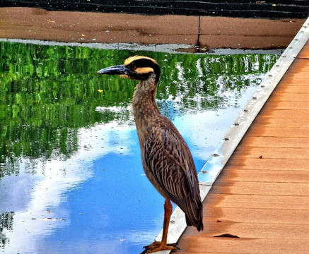 Curaçao Rif Mangrove Park-威廉斯塔德必去景点