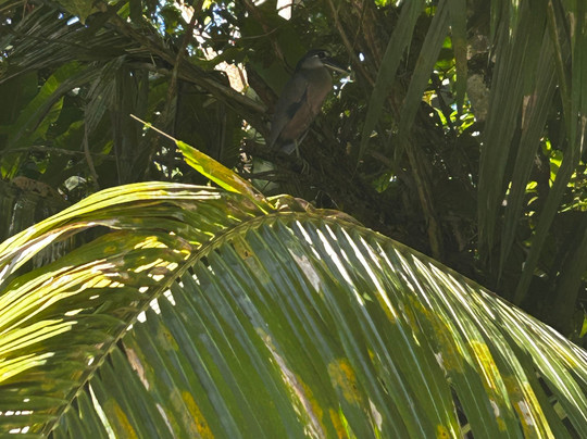 Sierpe - Ever Green-Sierpe必去景点