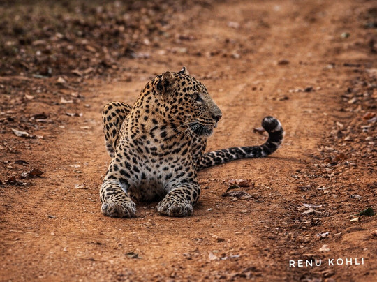 Bhadra Wildlife Sanctuary-契克马加卢必去景点