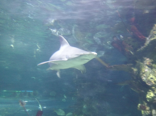 Tropicarium-Oceanárium-布达佩斯必去景点